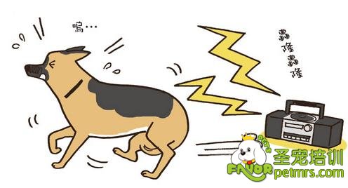訓(xùn)練狗狗習(xí)慣打雷