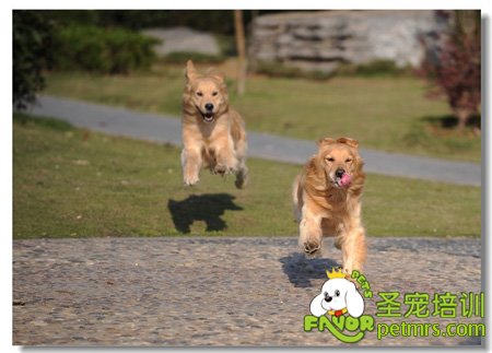 訓(xùn)犬的方法及原則