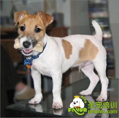 狗狗做壞事