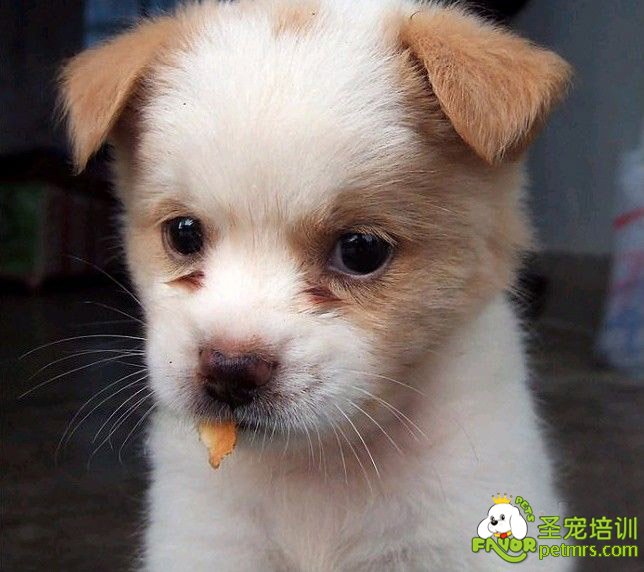 可愛(ài)狗狗