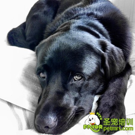 狗狗眼睛清潔