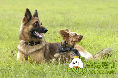 狗狗訓(xùn)練