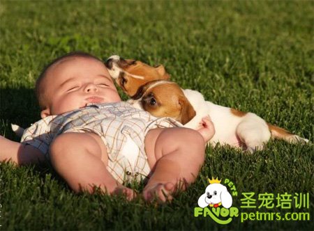 狗狗是人類的朋友