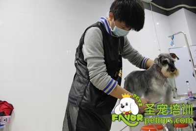 給狗狗剪毛