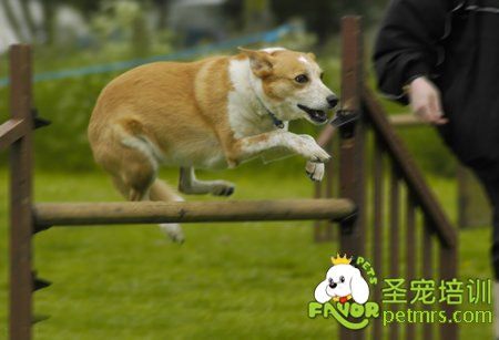 狗狗訓練