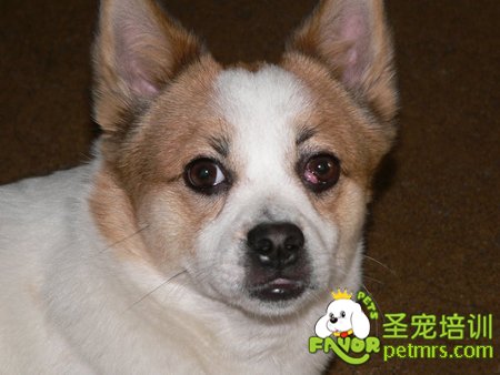 狗狗櫻桃眼