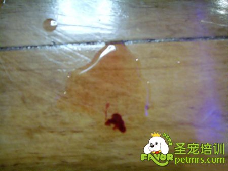 狗狗尿血了