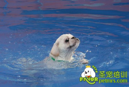 狗狗游泳