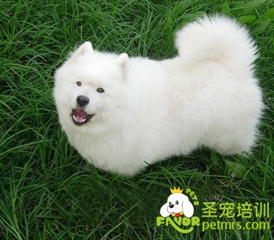 狗狗牙齒護理