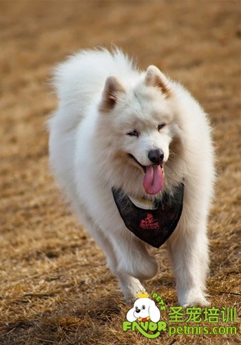 狗狗訓練