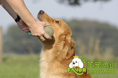 狗狗訓(xùn)練