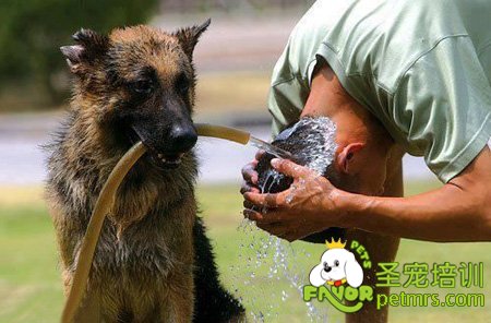 狗狗和主人配合