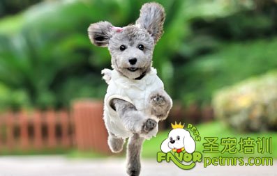 狗狗呼名訓練