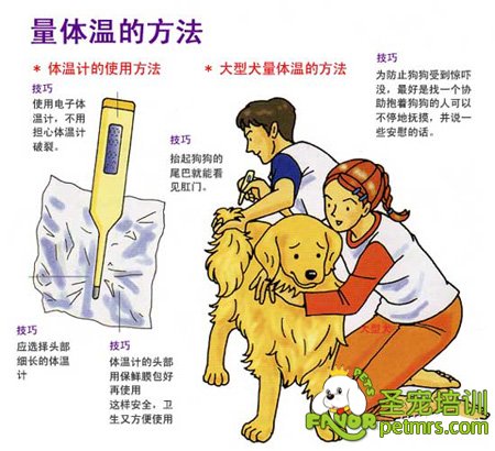 給狗狗測(cè)量體溫