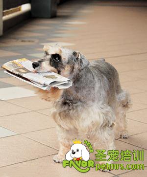 可愛狗狗
