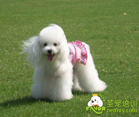 貴賓犬