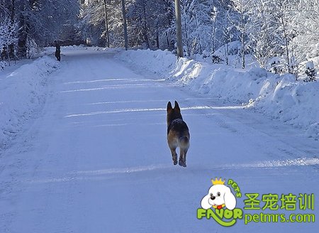 訓(xùn)練狗狗傳遞情報(bào)