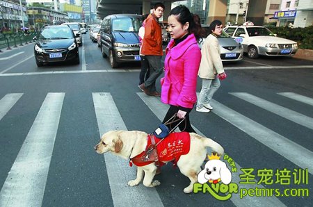 狗狗遵守交通規(guī)則