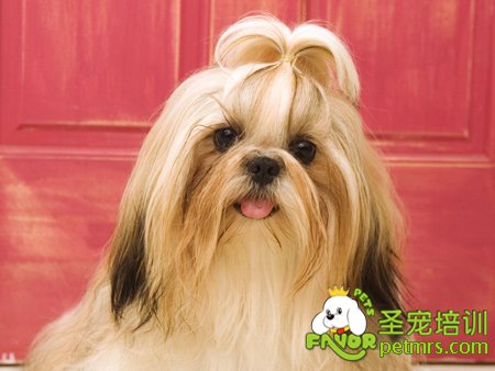 秋天給狗狗做好以下五點(diǎn)護(hù)理