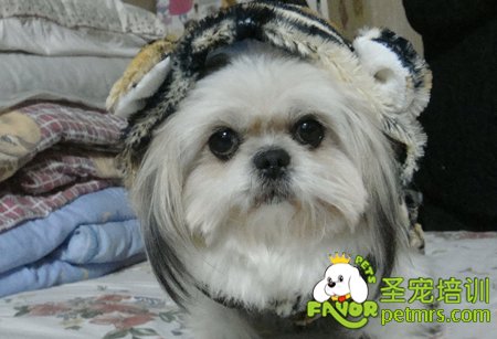 西施犬毛發(fā)護(hù)理