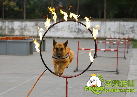 狗狗鉆火圈