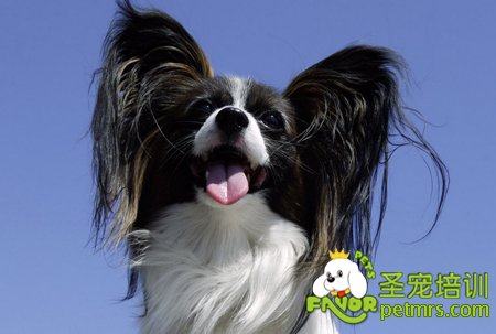 蝴蝶犬美容護(hù)理