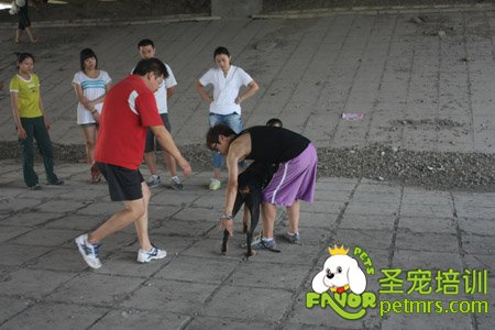 寵物訓導師野外實戰(zhàn)課堂