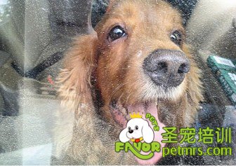 狗狗被困車(chē)內(nèi)