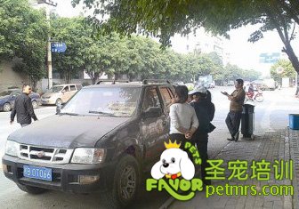 撬車(chē)救狗狗