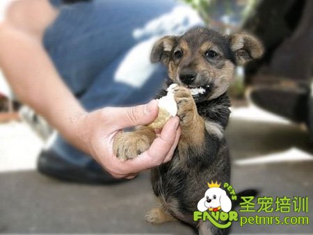 糾正狗狗偷食的壞習慣