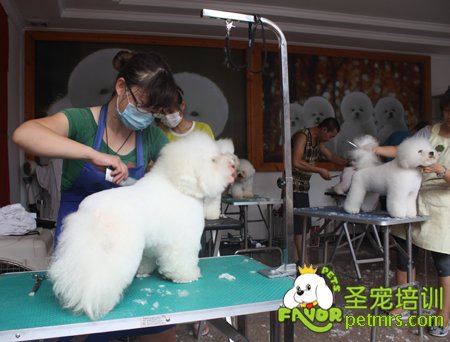 學(xué)員比熊犬實操課程