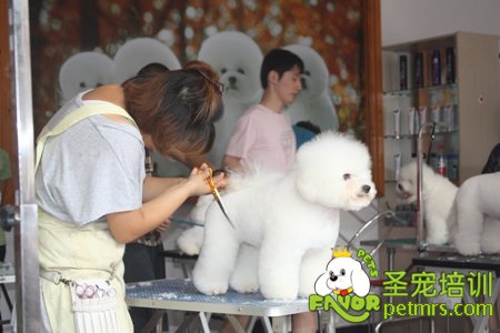 圣寵學(xué)員比熊犬實操課程