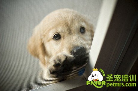 狗狗扒門