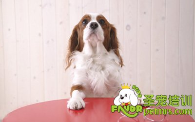 可愛(ài)狗狗