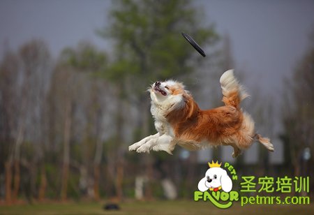 狗狗訓練