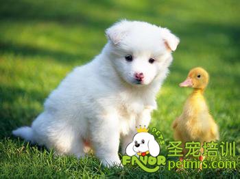 狗狗常規(guī)飼養(yǎng)