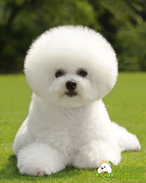 比熊犬修剪機(jī)指甲的方法