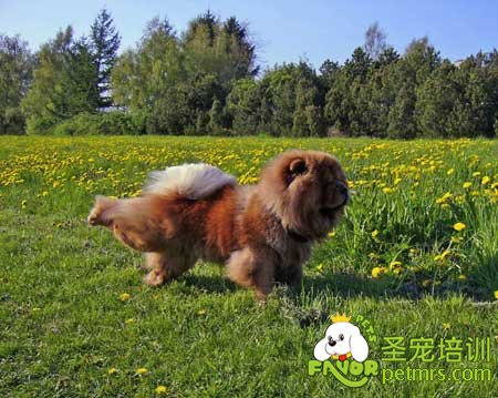 松獅犬美容與護(hù)理