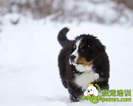 幼犬的呼名訓(xùn)練