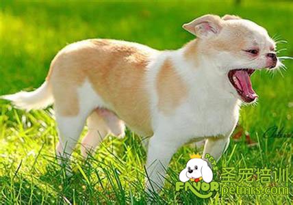 狗狗秋季毛發(fā)護理
