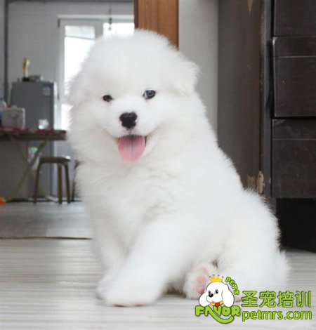 狗狗剪毛注意事項(xiàng)