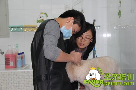 寵物美容師職業(yè)魅力