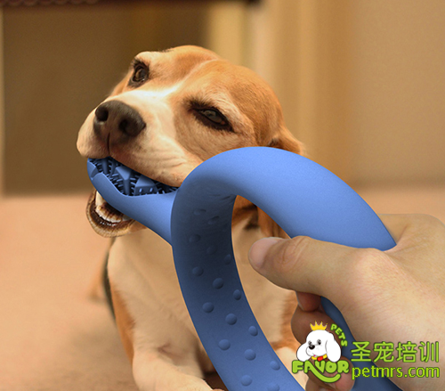 狗狗牙齒護(hù)理
