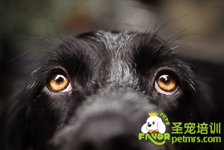 狗狗分離焦慮癥