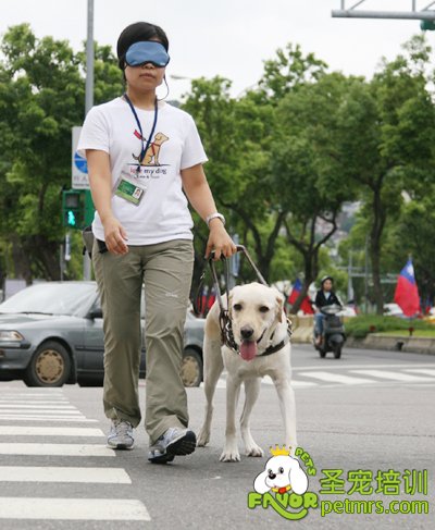 導(dǎo)盲犬