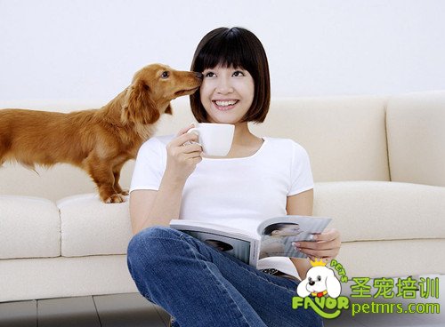 狗狗舔人