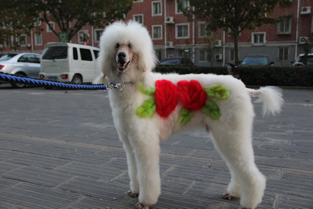 巨型貴賓犬學(xué)員作品