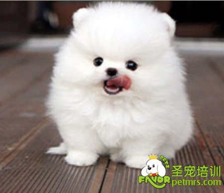狗狗鼻子的護(hù)理