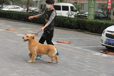 青春激昂的圣寵學子