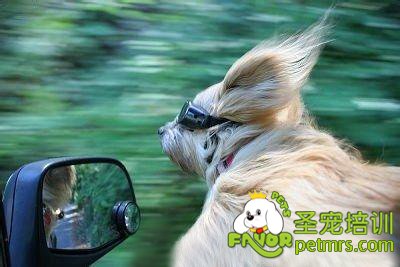 狗狗坐車
